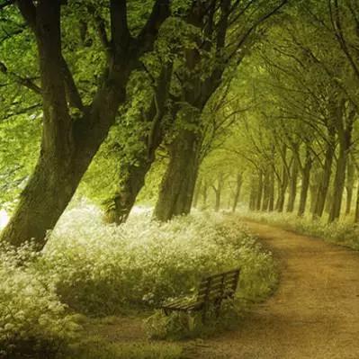 《晚安森林食谱秘籍：独家料理配方大盘点》