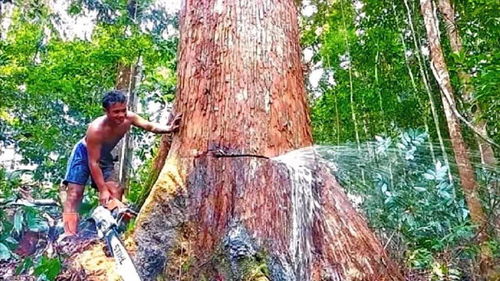 《晚安森林高效伐木指南：砍树技巧揭秘》