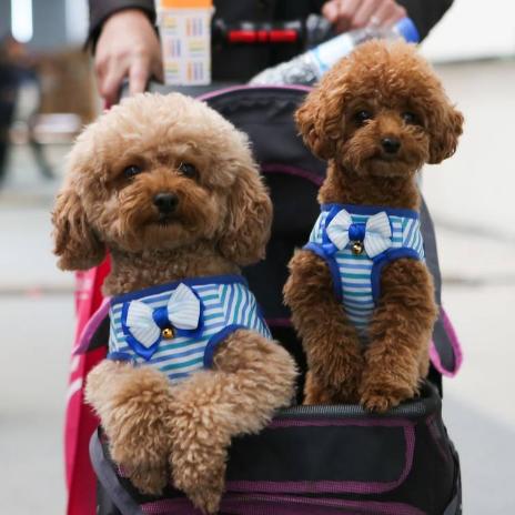 《热门狗游戏盘点：盘点那些让玩家爱不释手的狗狗游戏》