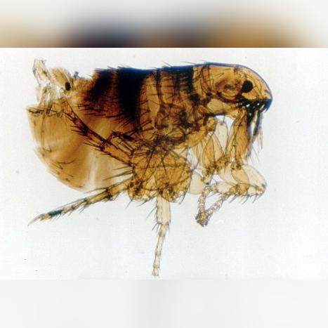 超人类主义游戏盘点：热门排行，不容错过的超能力冒险！