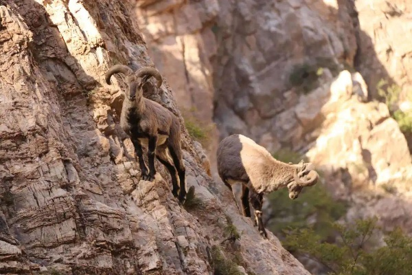 《岩羊平民轻松战攻略：高效打法揭秘》