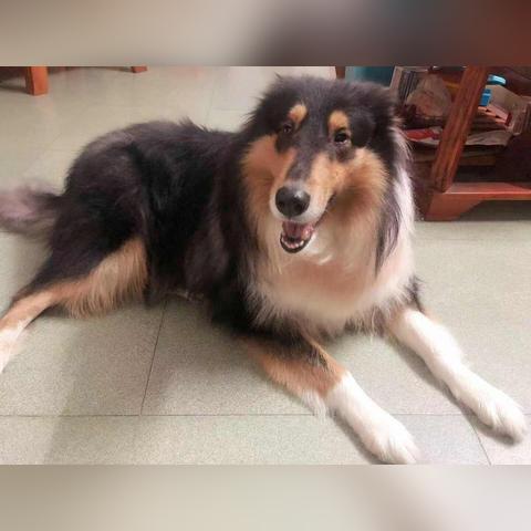 《光遇猫猫头先祖兑换图揭秘！蜡烛价格大曝光》