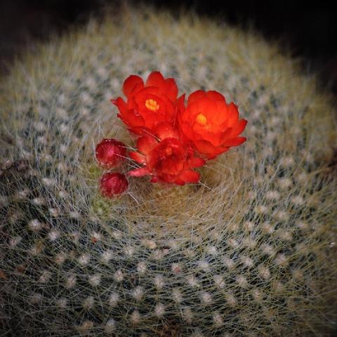 《雷神花苞卡组S7攻略：砰砰军团制胜秘籍》