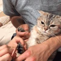 猫咪游戏热门排行：下载量爆棚的猫游戏大盘点