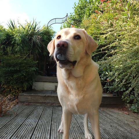 《热门狗游戏盘点：最受欢迎的狗狗游戏推荐》