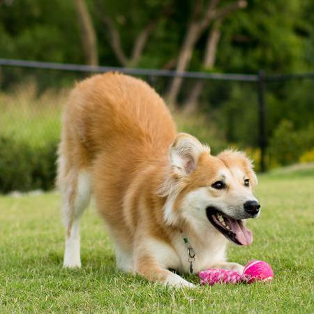 《热门狗游戏盘点：最受欢迎的狗狗游戏推荐》