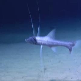 《光遇深海季首曝！最新上线时间揭秘》