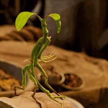 哈利波特魔法觉醒：护树罗锅的神秘功效揭秘