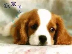 《爆款盘点：人气爆棚的狗游戏推荐》
《热门狗游戏大盘点：这些游戏你玩过吗？》
《狗游戏人气排行：不容错过的热门游戏推荐》
《狗游戏热门榜：揭秘最受欢迎的狗狗游戏》
《人气飙升！狗游戏热门推荐大集合》