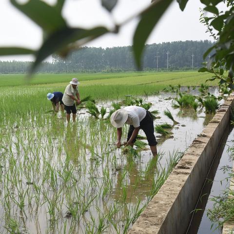 农场管理游戏盘点：十大热门必玩排行榜揭晓