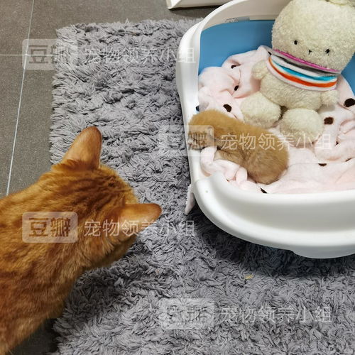 深宫萌娃偷糕点攻略：轻松应对小馋猫