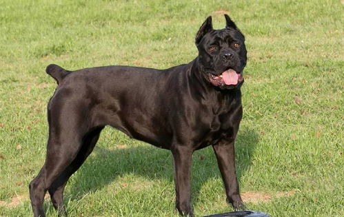 心理游戏盘点：热门下载排行，揭秘最受欢迎心理游戏