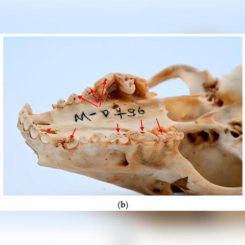 《小浣熊百将传》方块阵容搭配：揭秘最强阵容攻略！