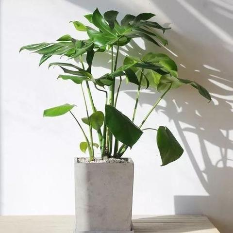 《轻松省金，种花达人升级秘籍》