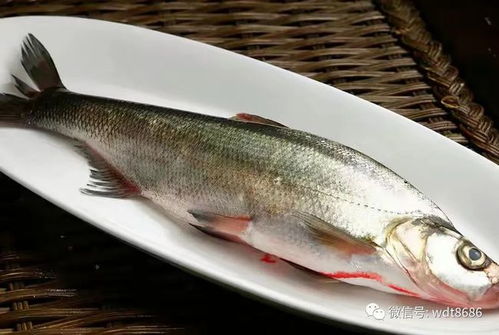 古剑奇谭河豚杂炊食谱攻略：木语人专属美味揭秘