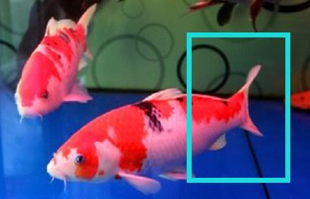 咸鱼之王端午免费领金鱼攻略：白嫖技巧大揭秘