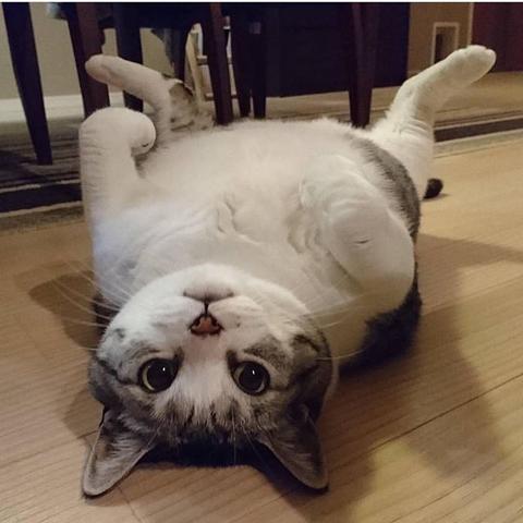 猫咪游戏盘点：十大最受欢迎的猫游戏推荐