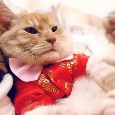 《光夜红包速领指南：独家攻略助你轻松抢》