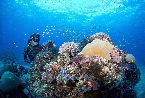 椰子岛探秘：小森生活椰子用途大揭秘，解锁神秘岛产宝物