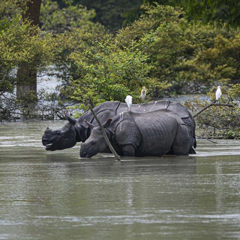 独角犀牛捕捉攻略揭秘：解锁宝可梦大探险神秘技能食谱