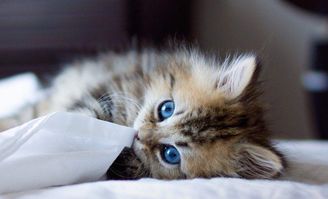 轻松解锁猫咪养成秘籍：揭秘《遇见你的猫猫》独特获取途径