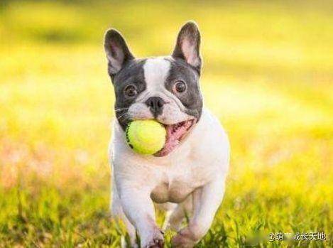 十大热门狗游戏推荐：不容错过的狗狗主题游戏精选