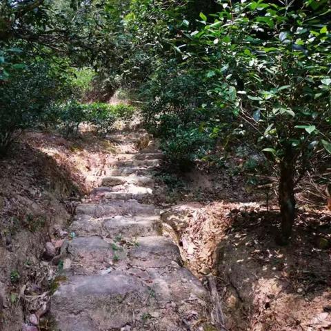 探求者培养攻略：揭秘旧日传说中的排名提升秘籍