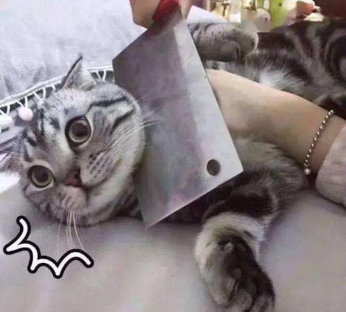 萌宅猫咪失踪大揭秘！快速找回攻略全解析