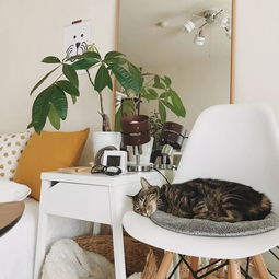 小户型布局绝招！梦物语14住宅梦家具搭配秘籍大公开