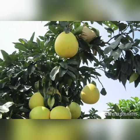 《天天钓鱼》攻略：开局百万，掌握快速致富秘诀！