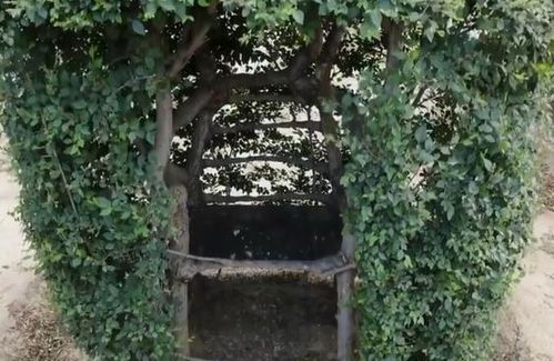 老农种树赠种技巧揭秘：轻松邻里共享绿色宝藏