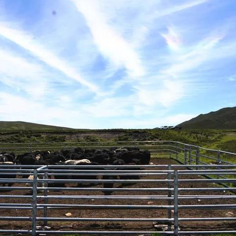 热门摔角游戏推荐：盘点下载量超高的经典对决