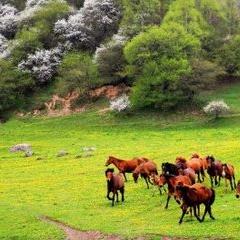 光遇发型攻略：温婉造型获取秘籍及先祖位置揭秘