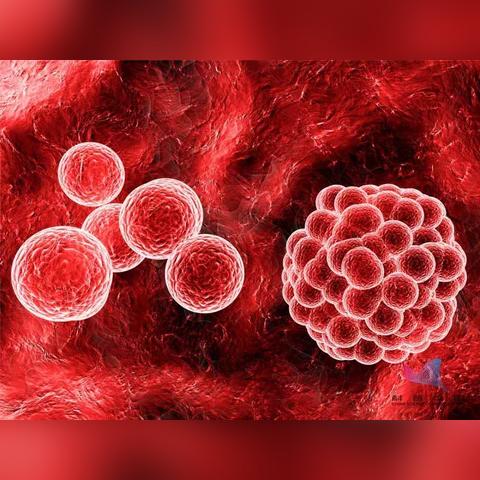 重生细胞地图攻略：解锁最佳路线，掌握细胞重生技巧