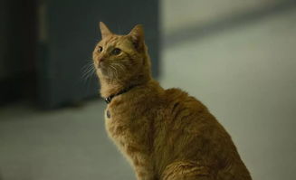 灵猫属性解析：橘舌舌攻略，解锁橘猫最强技能