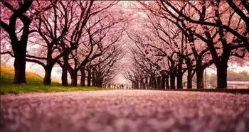 樱花校园迷路指南：揭秘迷路者常驻神秘地点