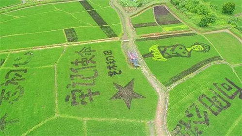 江南百景图水稻种植攻略：揭秘水稻地图分布及高效收获技巧