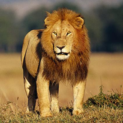 破解“成语红包群第87关”攻略揭秘：高效通关技巧分享