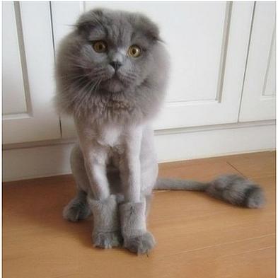 热门猫游戏盘点：揭秘玩家最爱排行榜，解锁猫咪游戏新体验