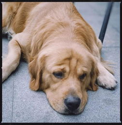 狗游戏盘点：独家推荐，最新热门狗类游戏必玩清单