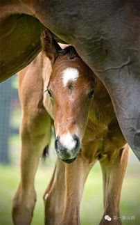 十大热门耐玩马匹游戏盘点：揭秘玩家最爱马战传奇