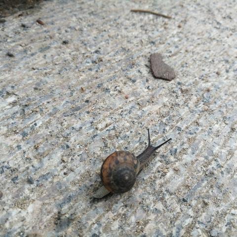 最强蜗牛回归攻略：高效完成任务新技巧揭秘