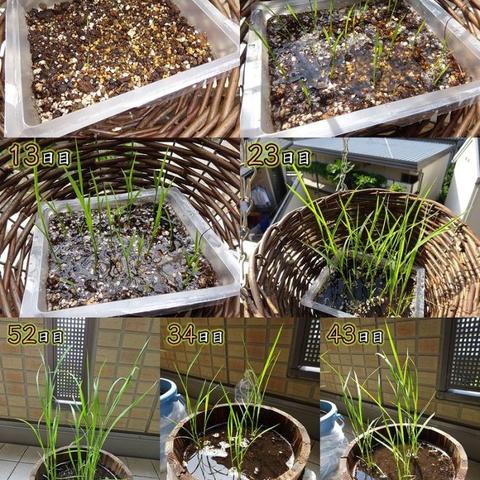 天穗之咲稻姬高效动物捕捉攻略，轻松解锁稀有收集技巧