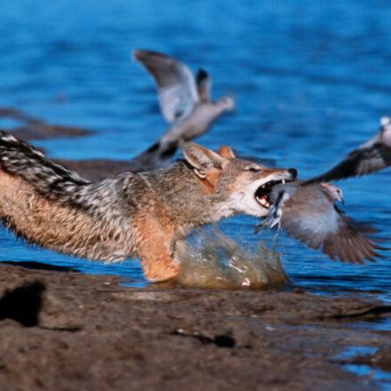最新鸟游戏盘点：揭秘最受欢迎的趣味飞行游戏排行