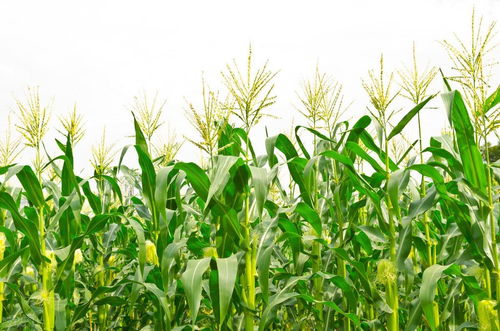 华夏人生玉米种植攻略：高效耕种技巧揭秘