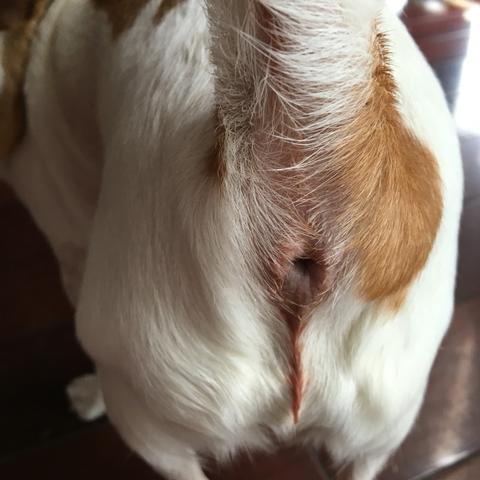 十大耐玩狗游戏盘点：揭秘热门狗狗游戏排行榜