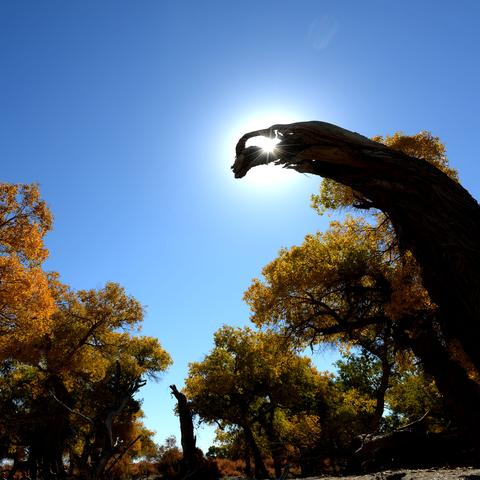 怜月普攻流攻略揭秘：不朽之旅全新流派玩法技巧解析