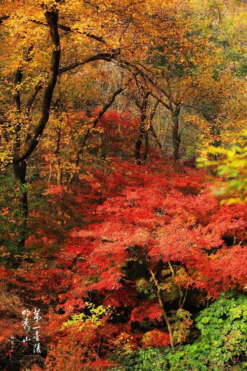 江南百景图红枫种植攻略：高效获取红枫秘籍分享