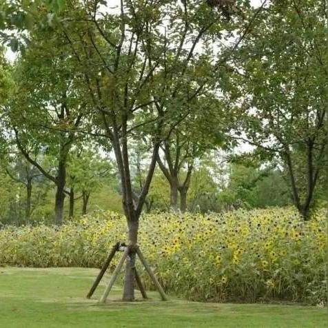 悠长假期向日葵种植攻略：新手必看高效种植技巧