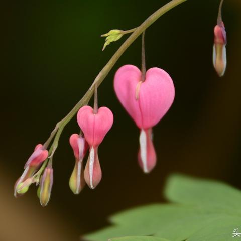 《光遇》月光乐谱竖琴钢琴版数字简谱攻略分享，解锁音乐新境界